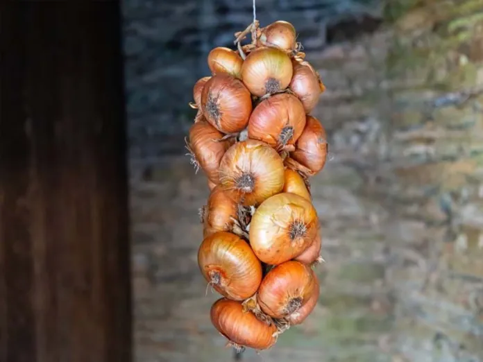 Image of hanging onions